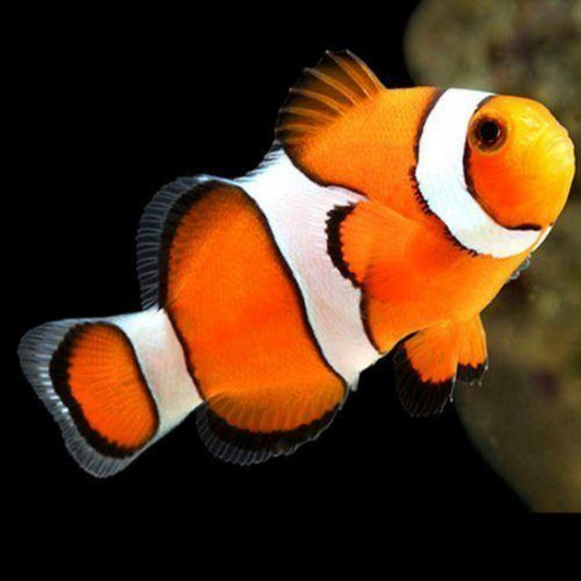 Clown Fish | Diamond Painting