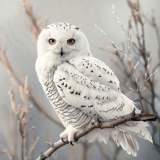 Snowy owl (White Owl) | Diamond Painting