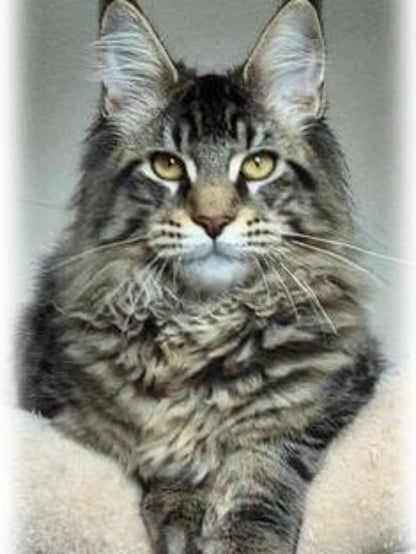 Maine Coon | Diamond Painting