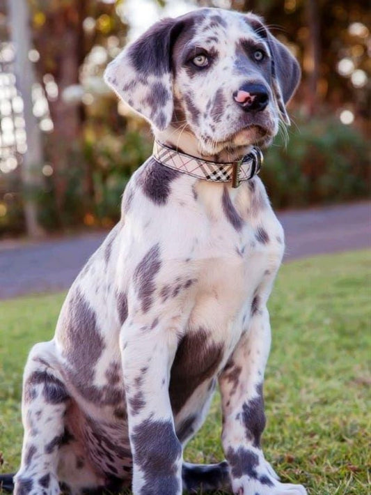 Dog Great Dane | Diamond Painting