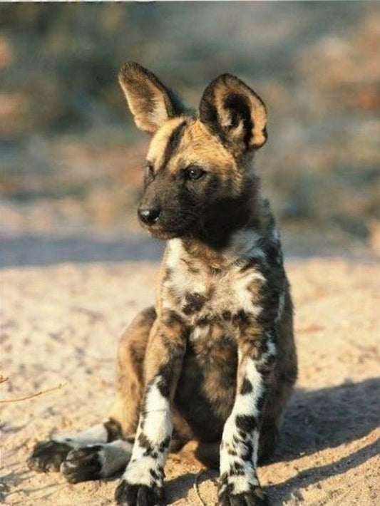 Hyena | Diamond Painting