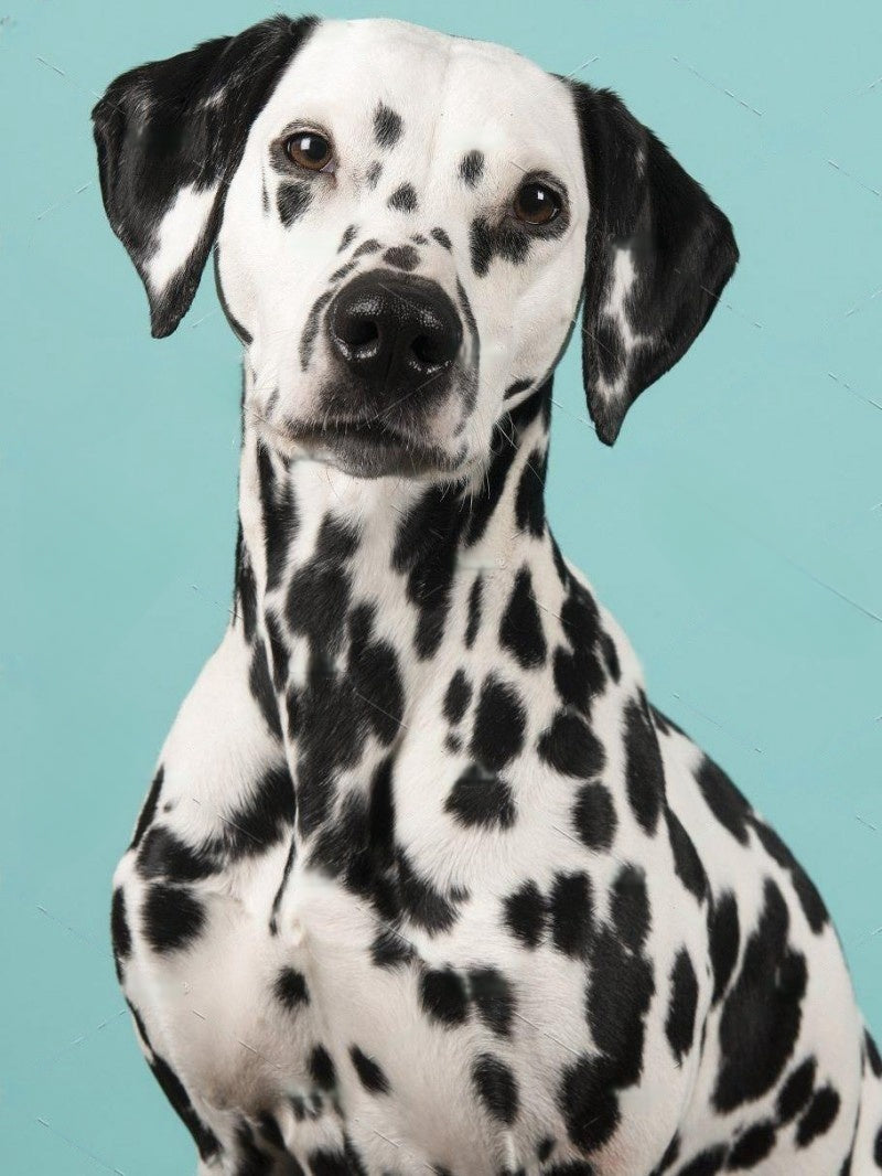 Dalmatians Dog | Diamond Painting