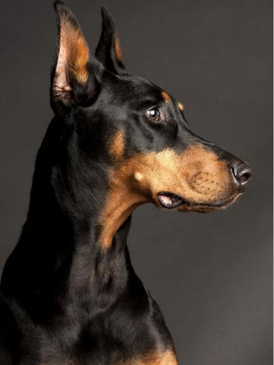 Dog Doberman | Diamond Painting