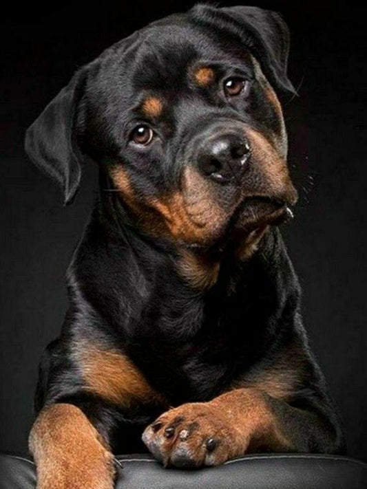 Rottweiler Dog | Diamond Painting