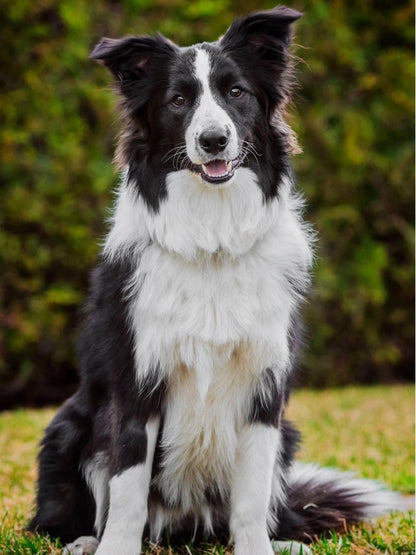 Dog Border Collie | Diamond Painting