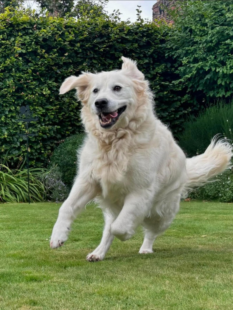 Cottage Garden Dog | Diamond Painting