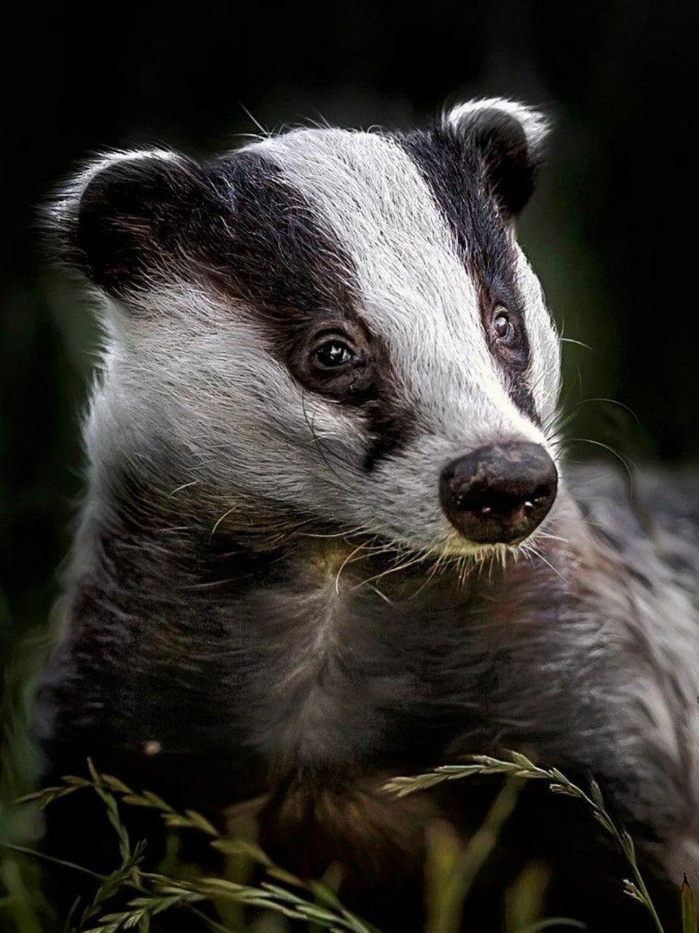 Badger | Diamond Painting