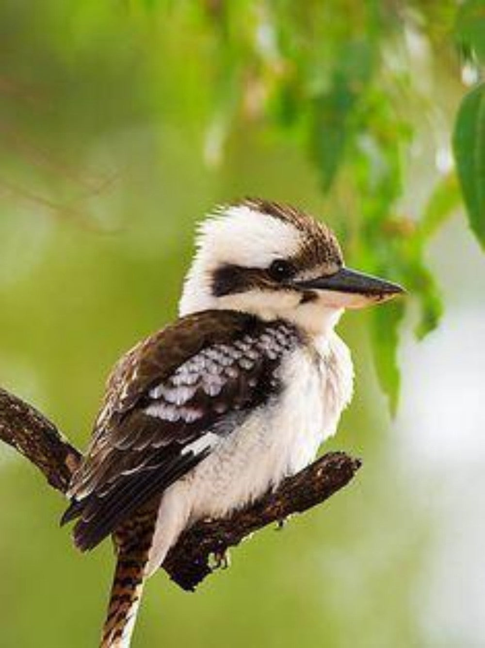 Kookaburra | Diamond Painting