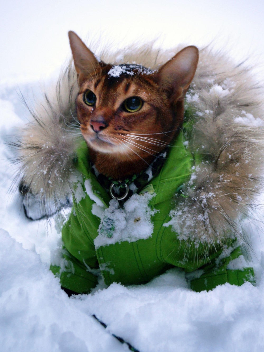 Abyssinian Cat | Diamond Painting