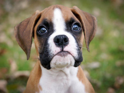 Boxer Dog | Diamond Painting