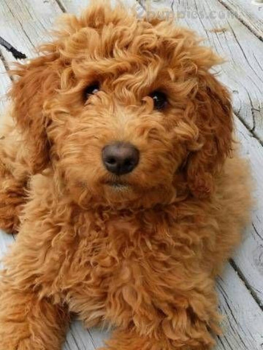 Labradoodle Dog | Diamond Painting