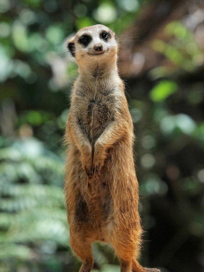 Meerkat | Diamond Painting