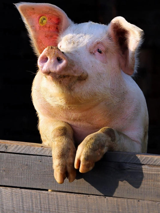 Pig | Diamond Painting