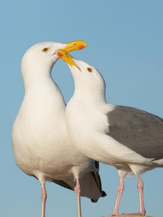Gull | Diamond Painting