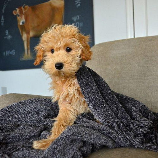 Goldendoodle Dog | Diamond Painting