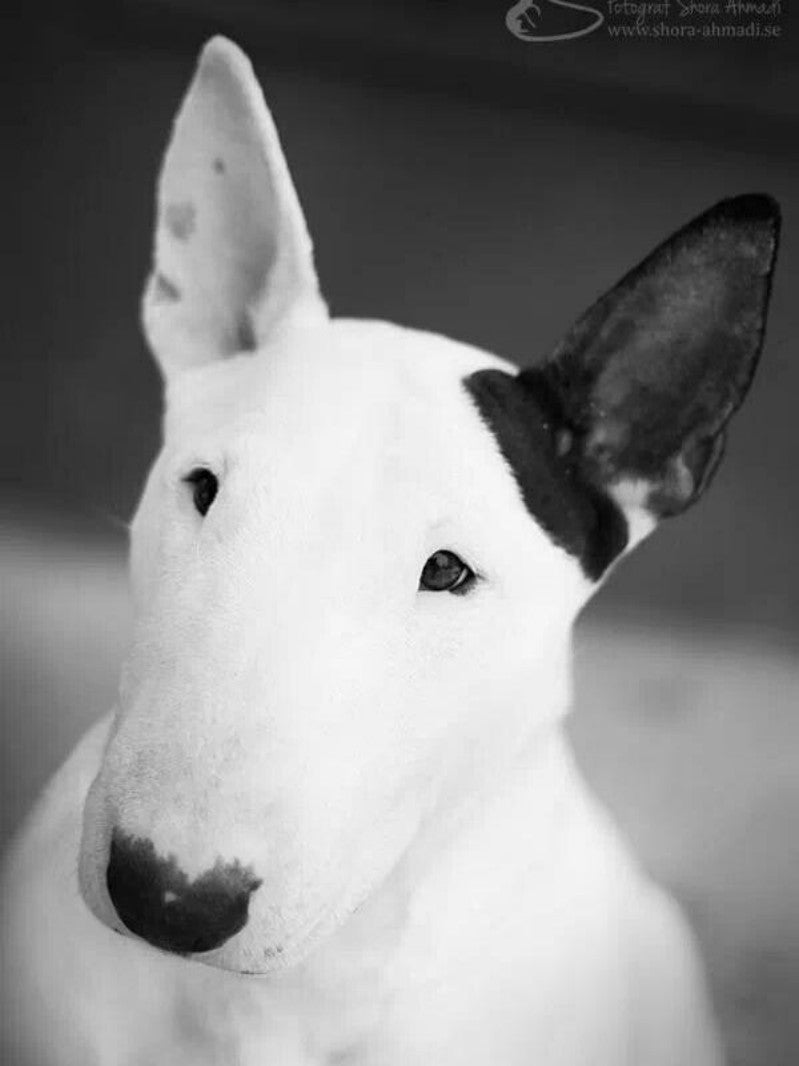 English Bull Terrier Dog | Diamond Painting
