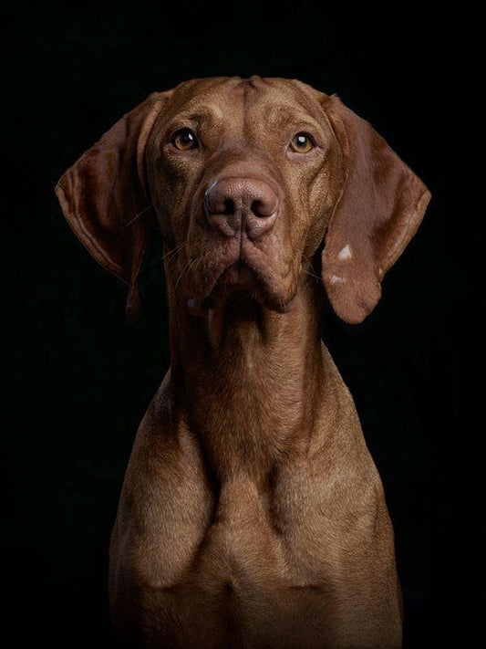 Vizsla Dog | Diamond Painting