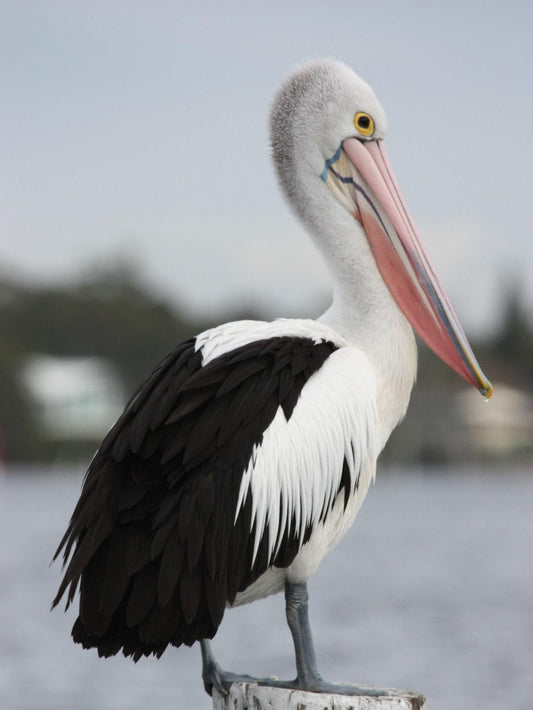 Pelican | Diamond Painting