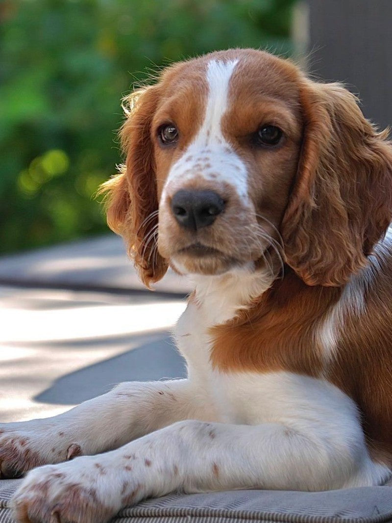 Brittany Spaniel Dog | Diamond Painting