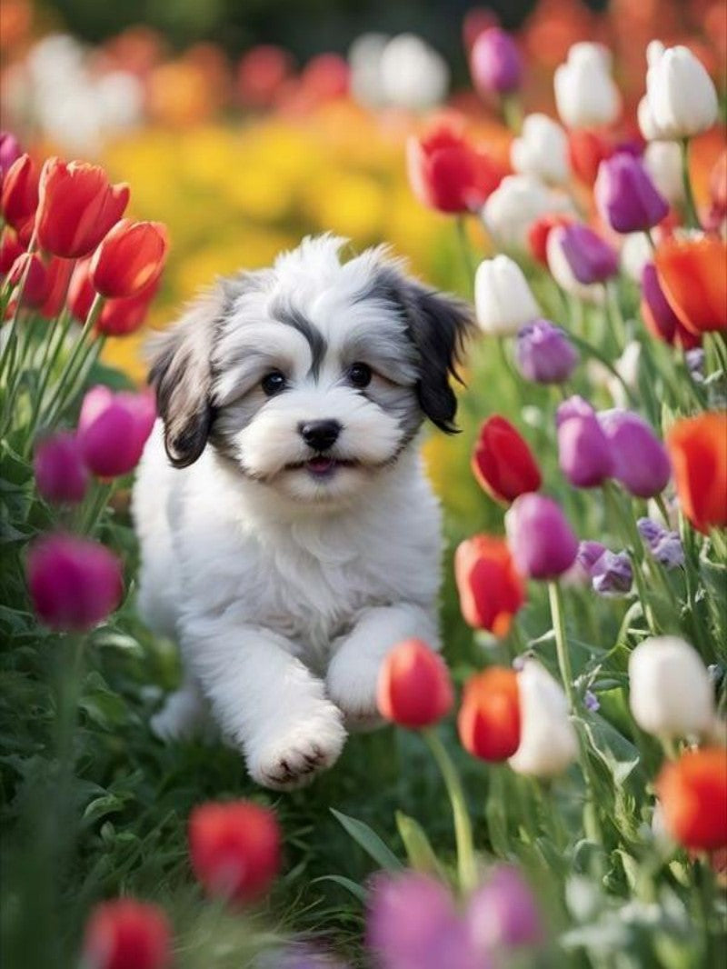 Havanese Dog | Diamond Painting