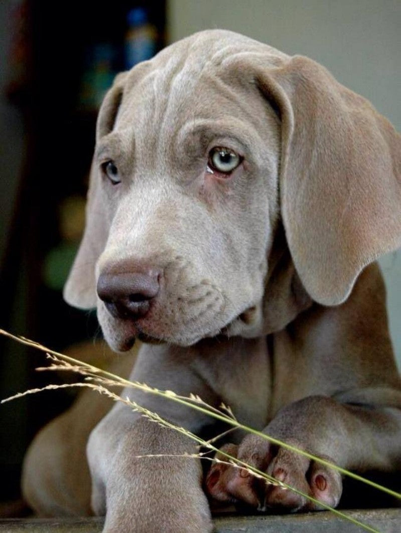 Weimaraner Dog | Diamond Painting