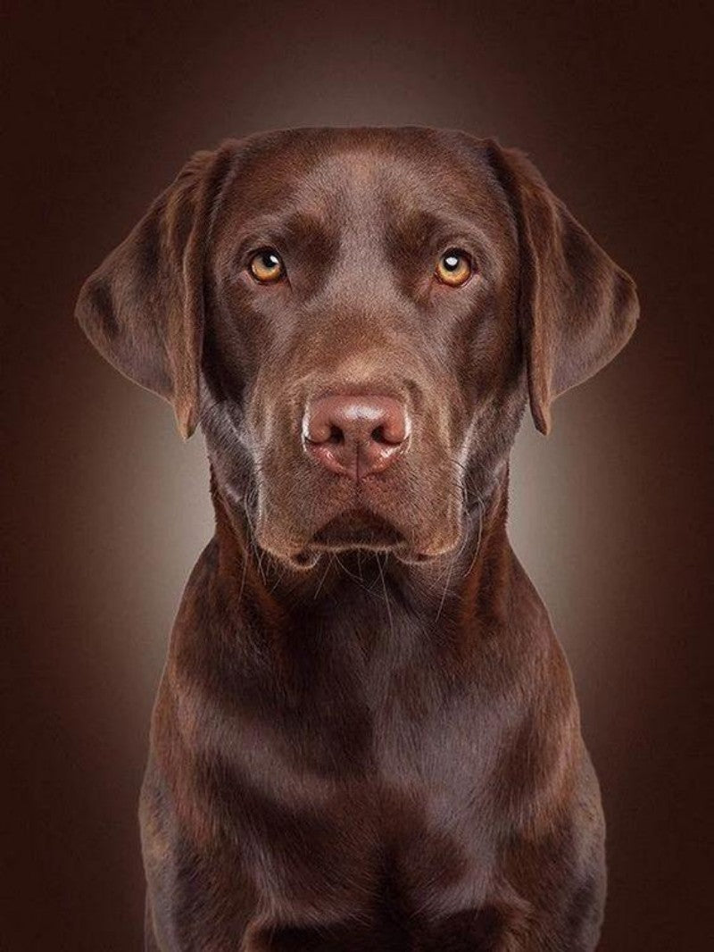 Chocolate Labrador Dog | Diamond Painting
