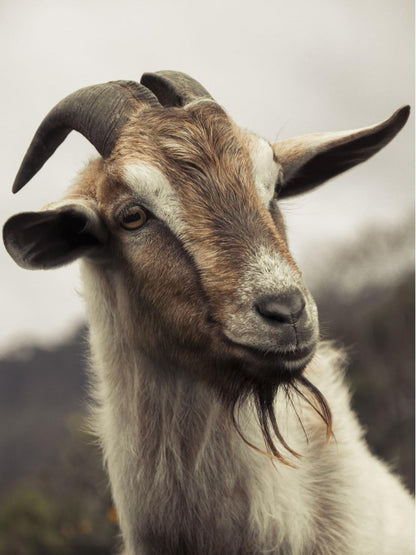 Goat | Diamond Painting