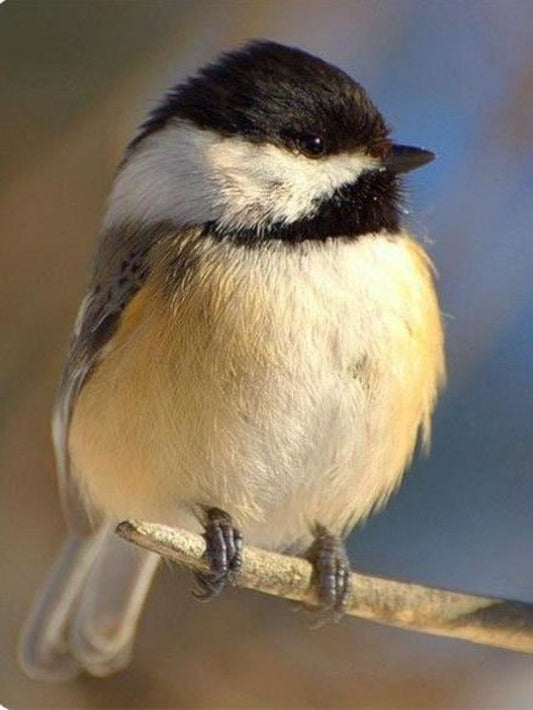 Chickadee | Diamond Painting