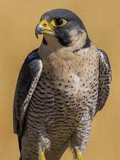 Falcon | Diamond Painting