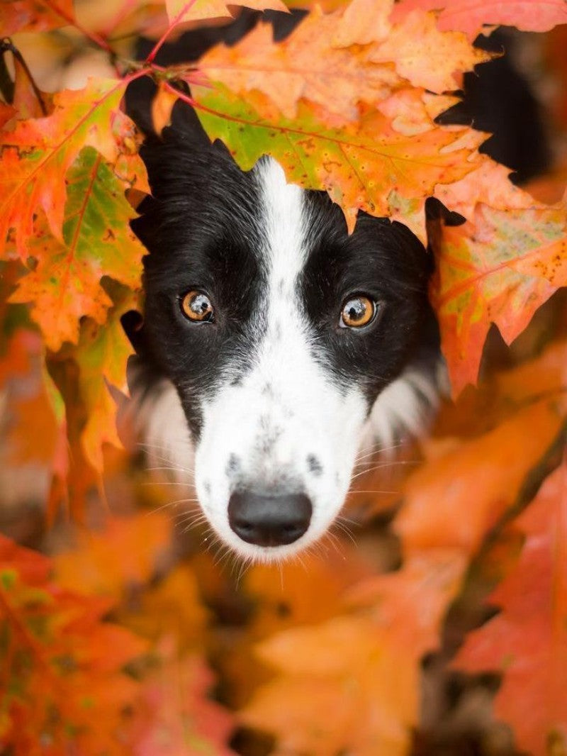 Dog Border Collie | Diamond Painting