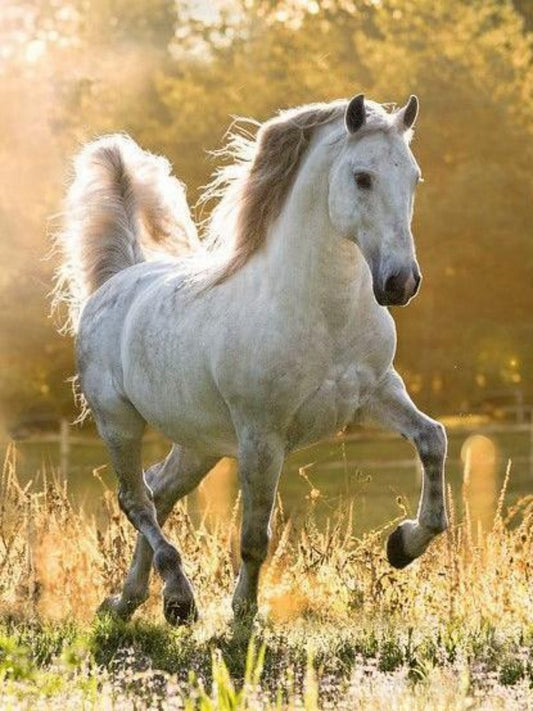 Horse | Diamond Painting