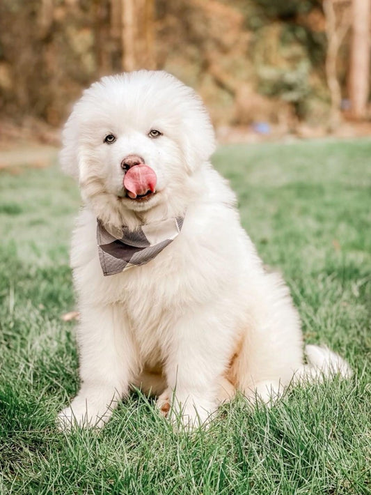 Great Pyrenees Dog | Diamond Painting