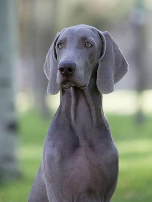 Weimaraner Dog | Diamond Painting