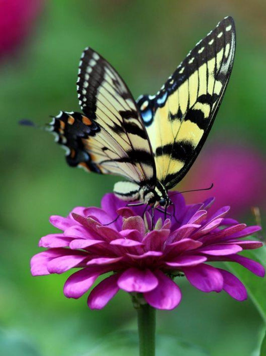 Butterfly | Diamond Painting