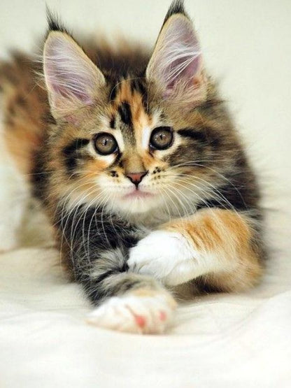 Maine Coon | Diamond Painting