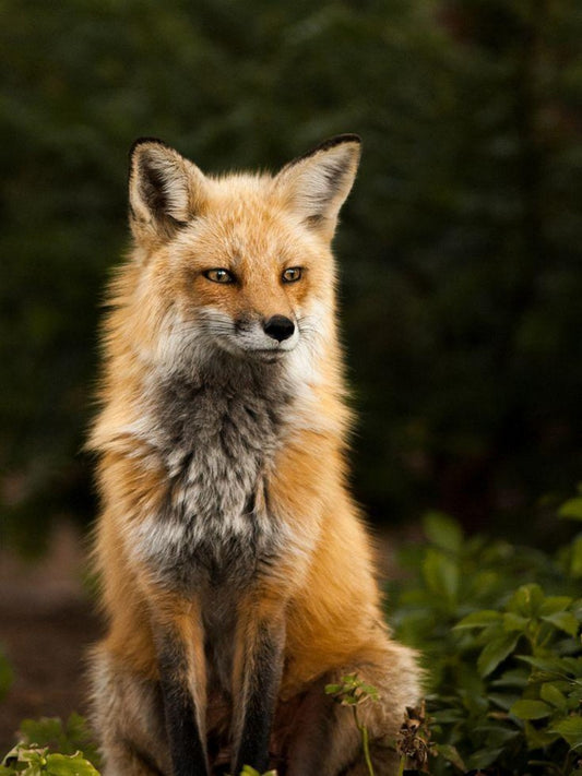 Fox | Diamond Painting