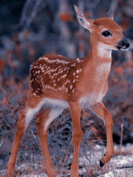 Deer | Diamond Painting
