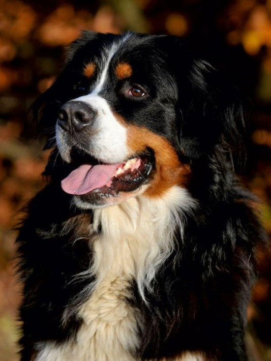 Bernese Mountain Dog | Diamond Painting