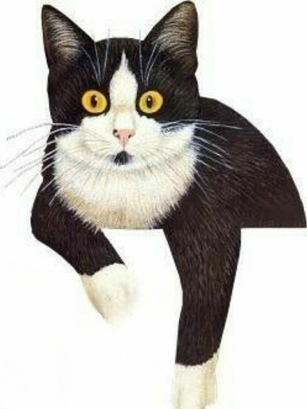 Tuxedo Cat  | Diamond Painting