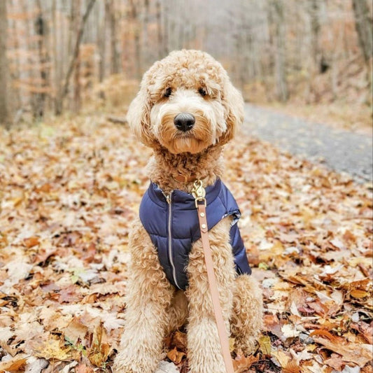 Goldendoodle Dog | Diamond Painting