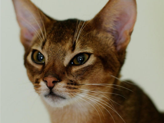 Abyssinian Cat | Diamond Painting