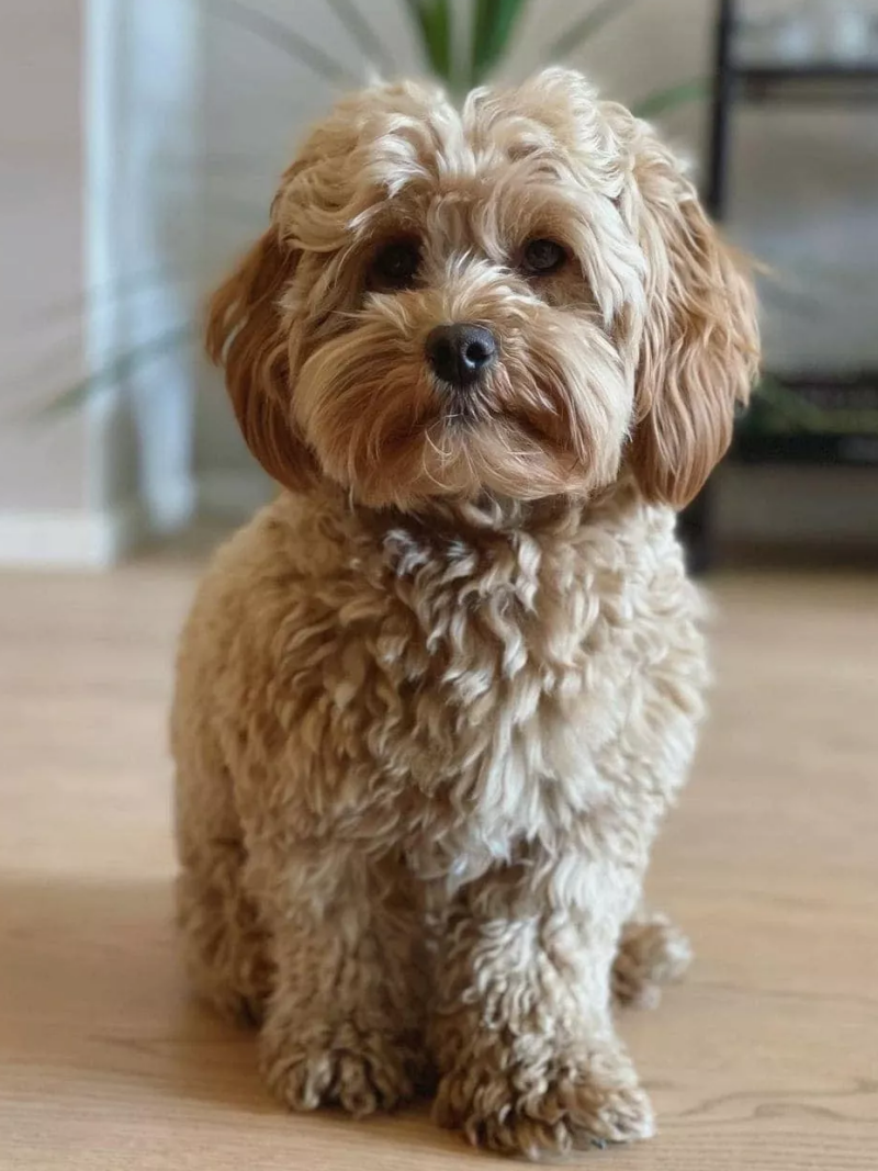 Havanese Dog | Diamond Painting