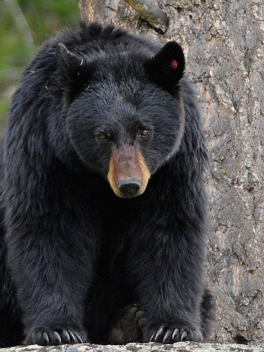 Black Bear | Diamond Painting