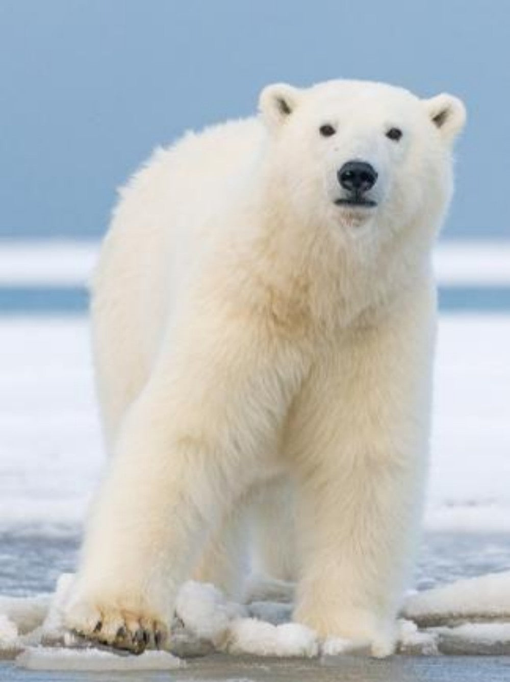 Polar Bear | Diamond Painting