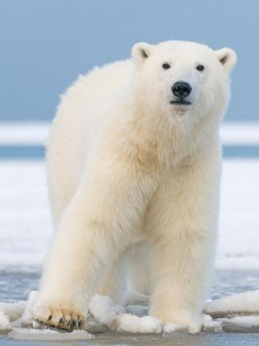 Polar Bear | Diamond Painting