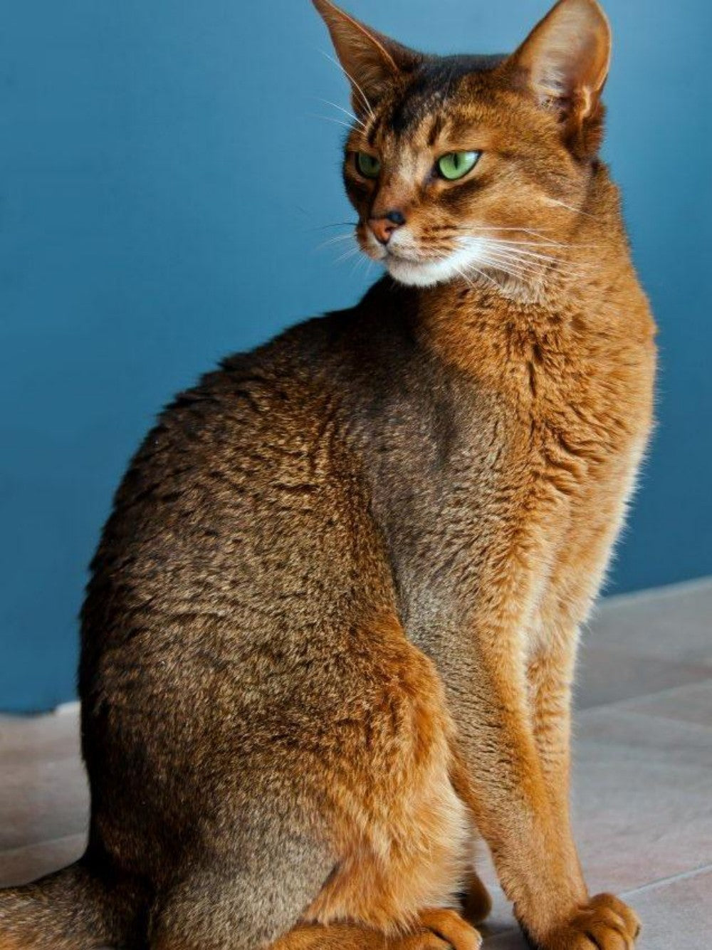 Abyssinian Cat | Diamond Painting