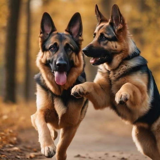Dog German Shepherd | Diamond Painting