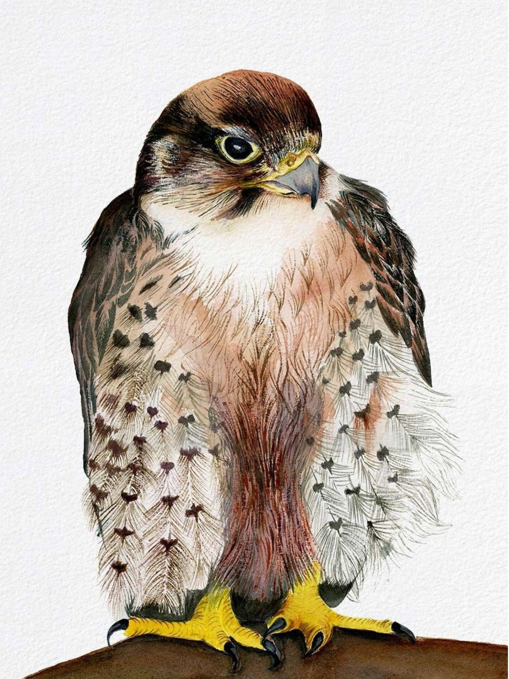 Falcon | Diamond Painting
