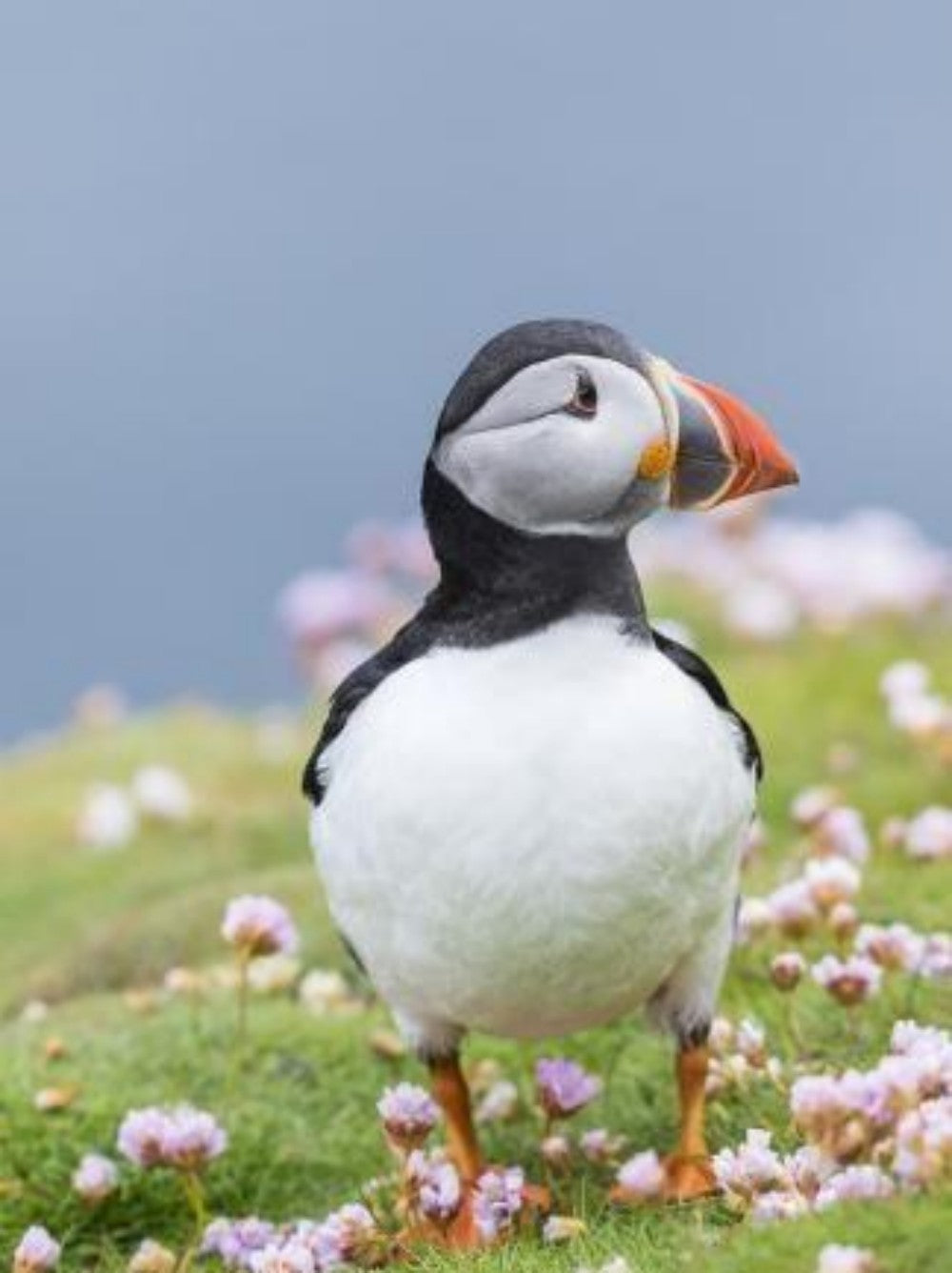 Puffin | Diamond Painting