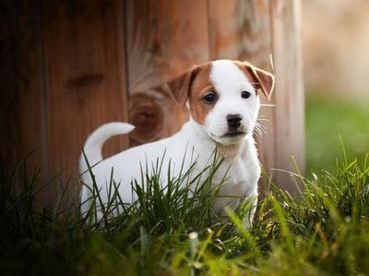 Dog Jack Russell | Diamond Painting